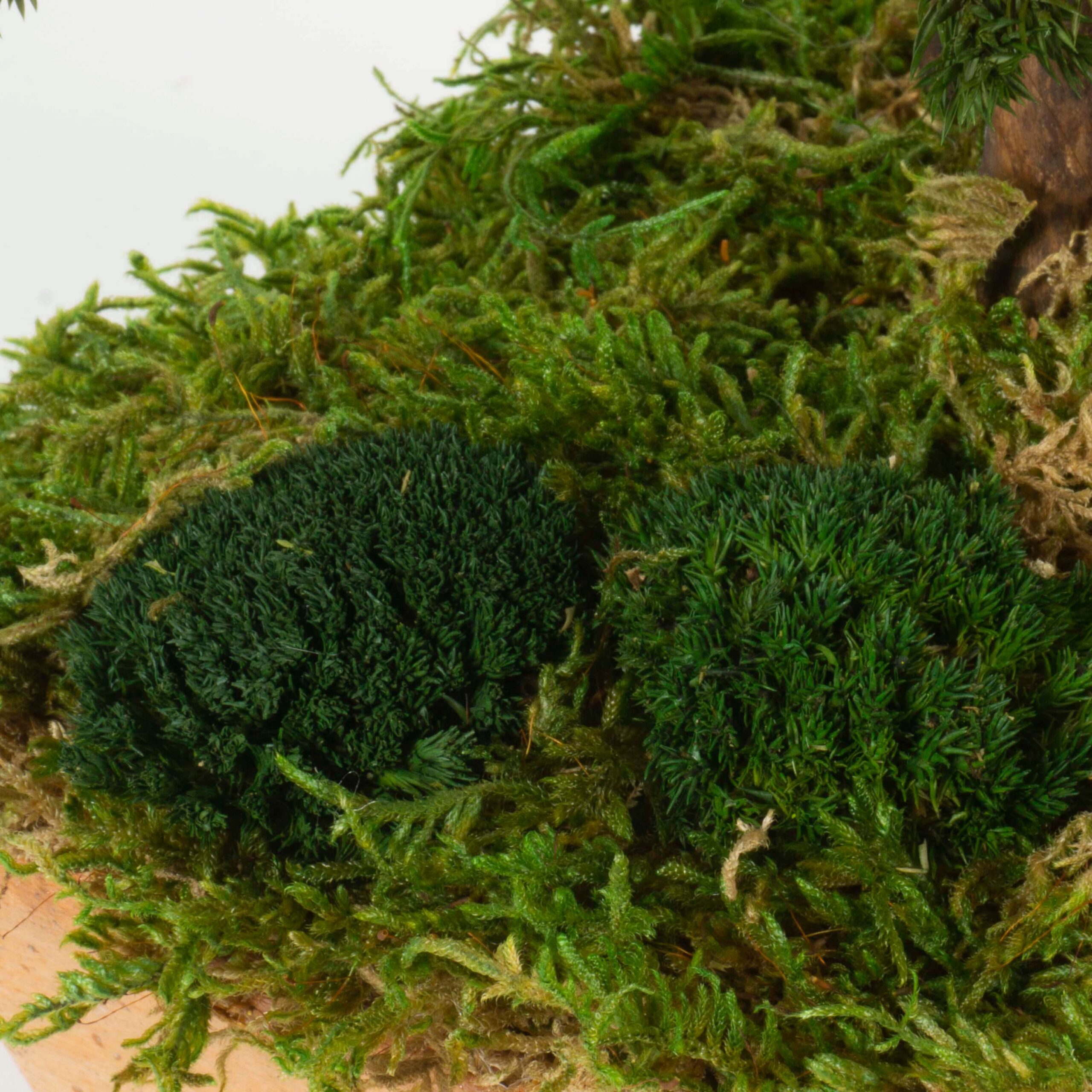 Bonsai Mini Juniperus - immagine 3