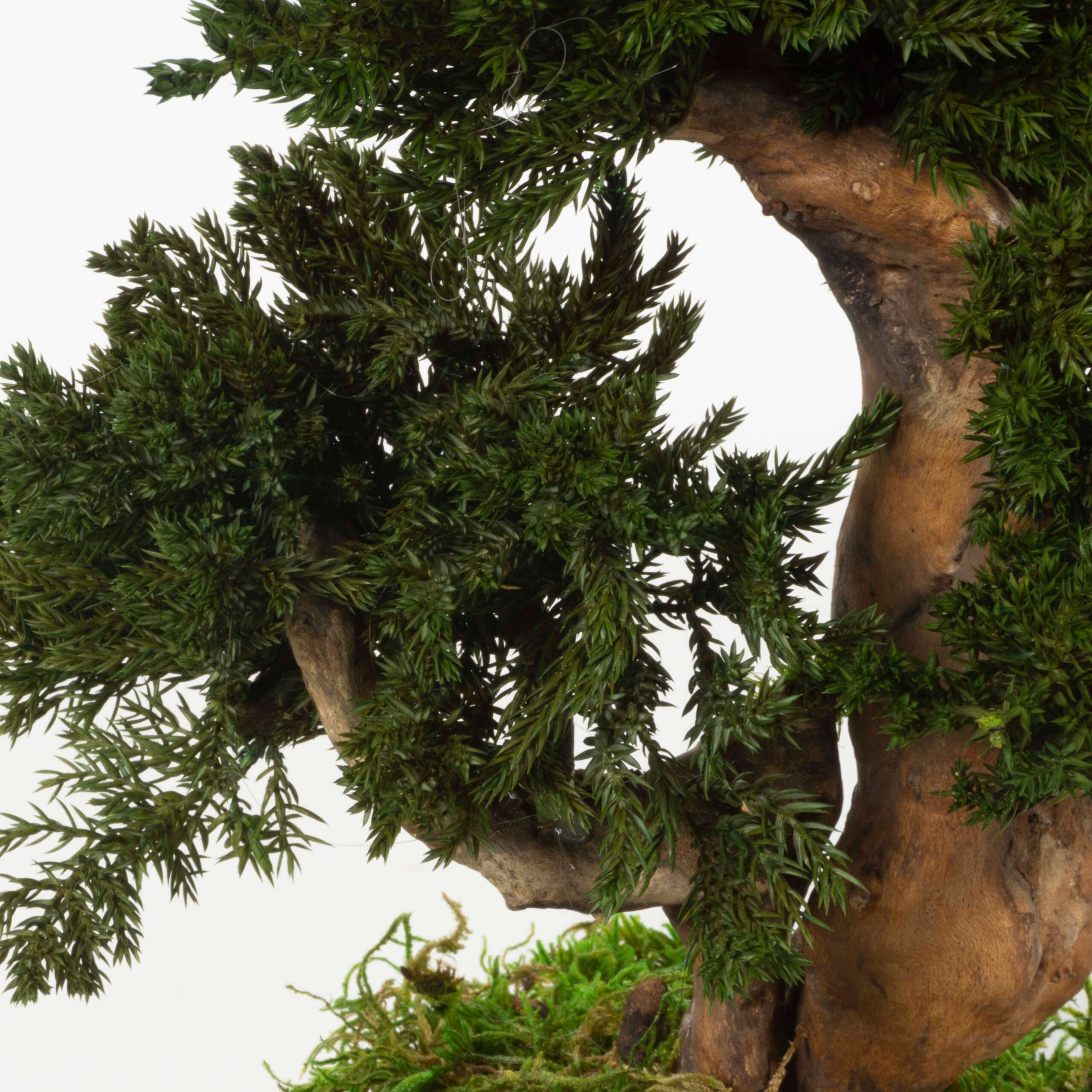 Bonsai Mini Juniperus - immagine 4