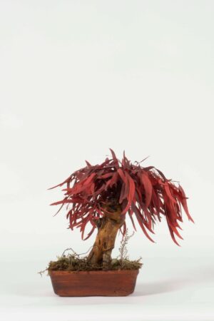 Bonsai Nicoly rosso