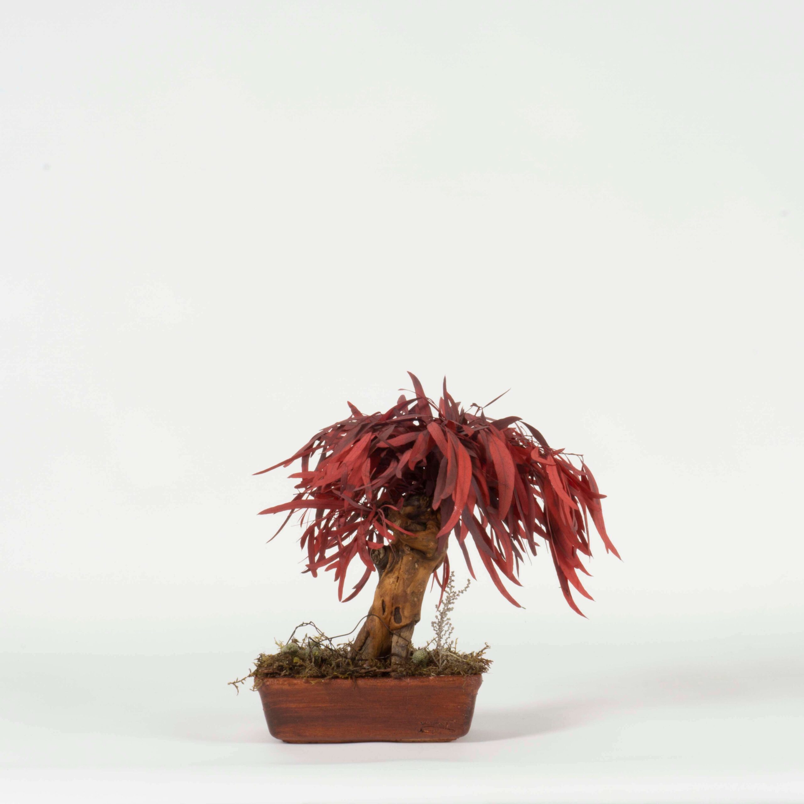 Bonsai Nicoly rosso