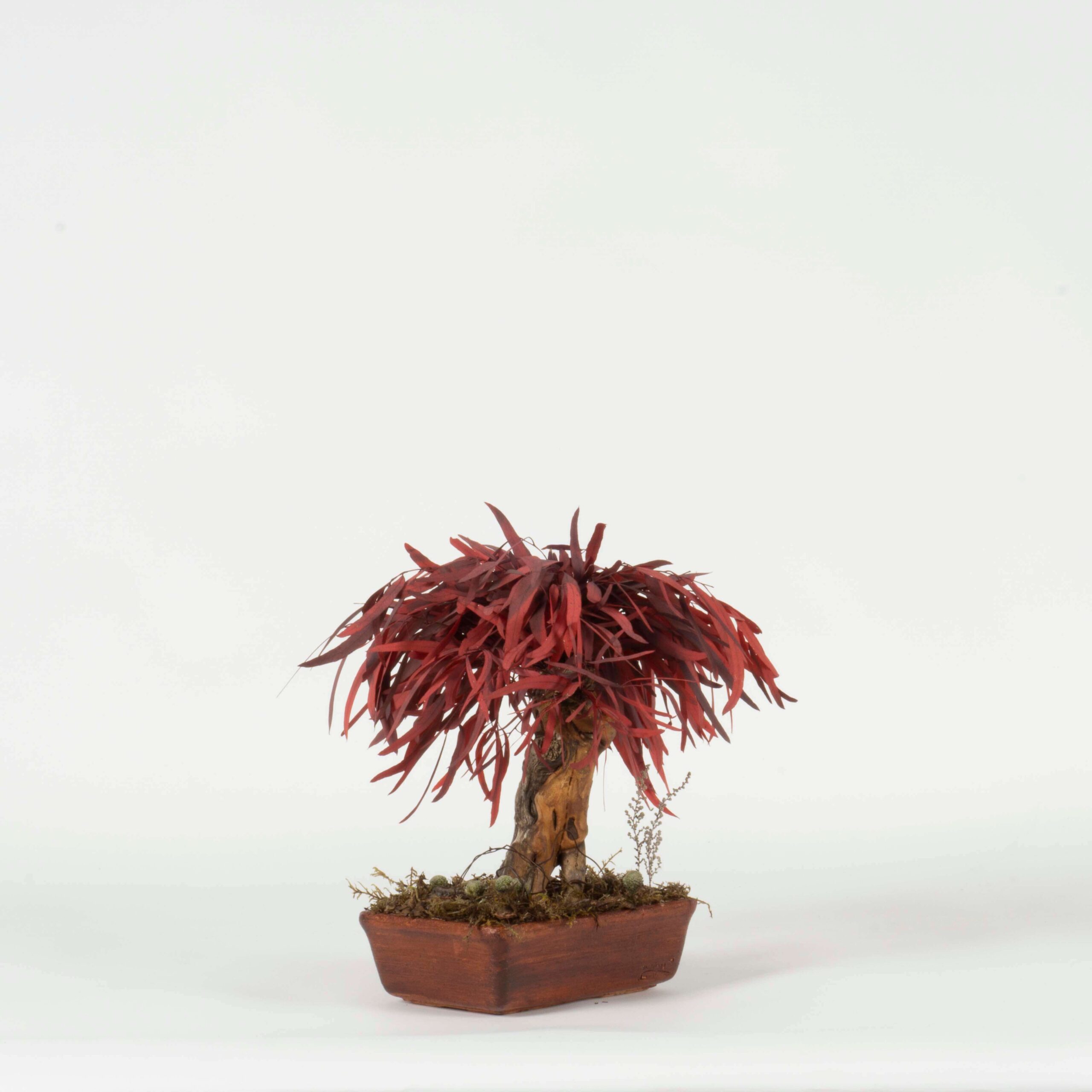 Bonsai Nicoly rosso - immagine 2