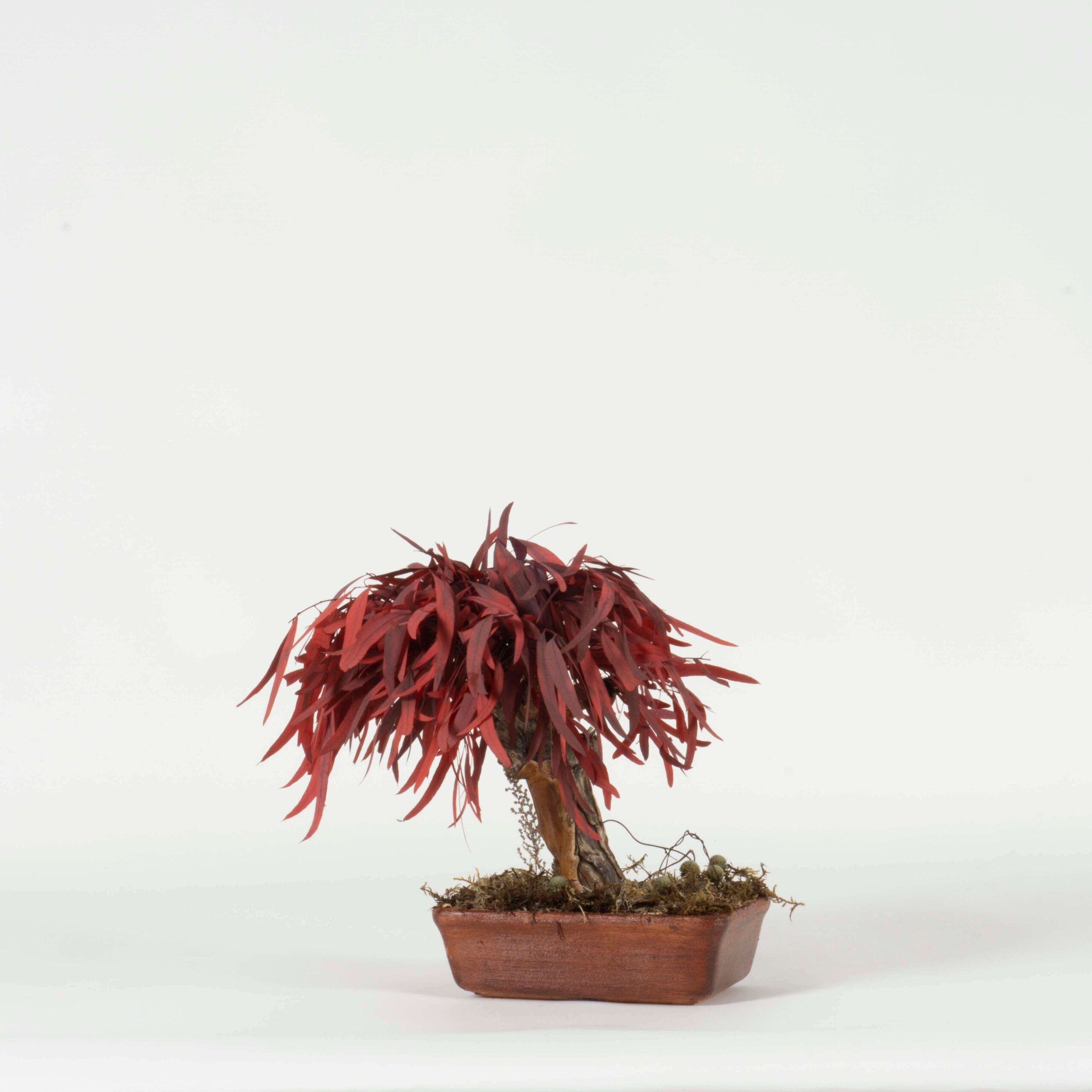 Bonsai Nicoly rosso - immagine 3
