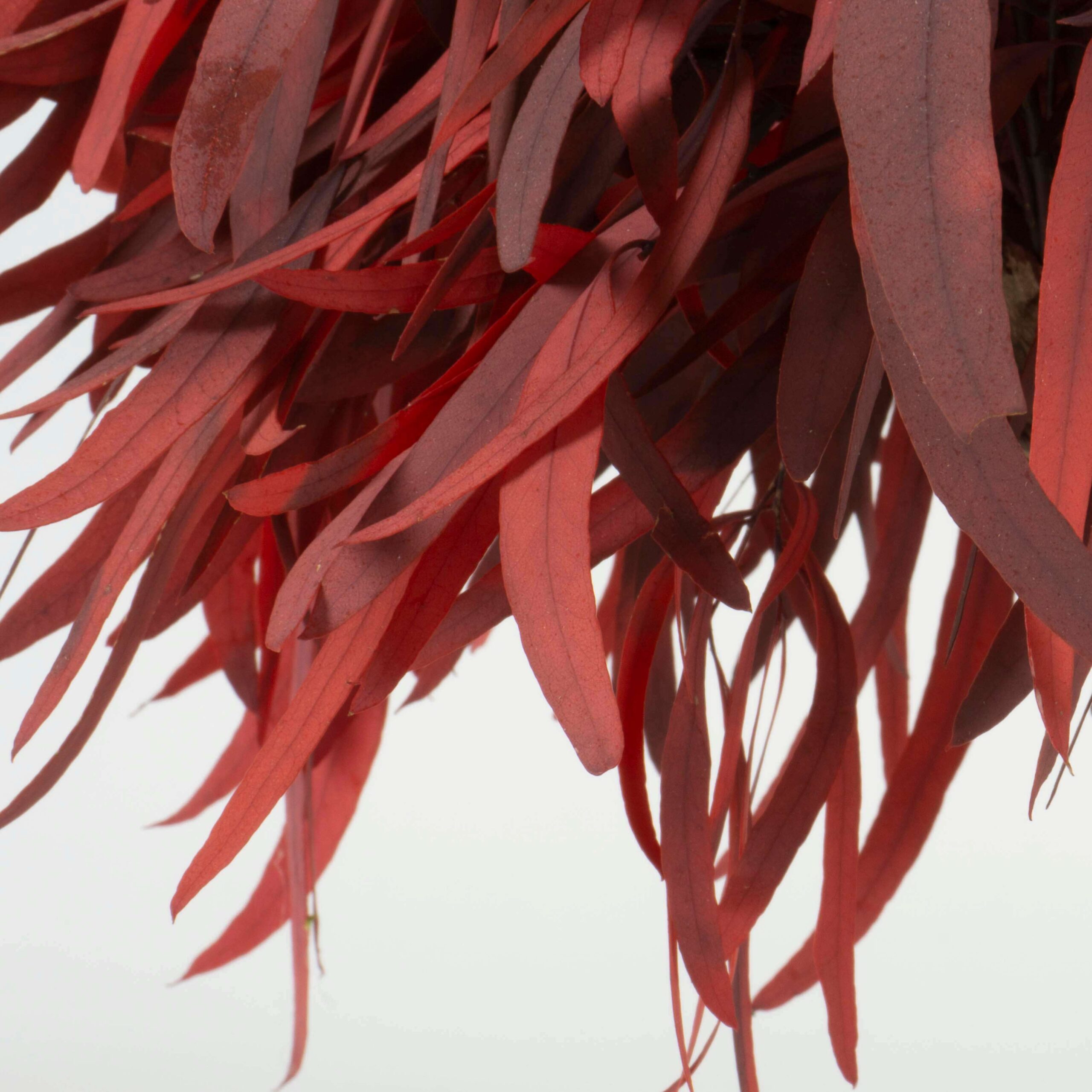 Bonsai Nicoly rosso - immagine 4