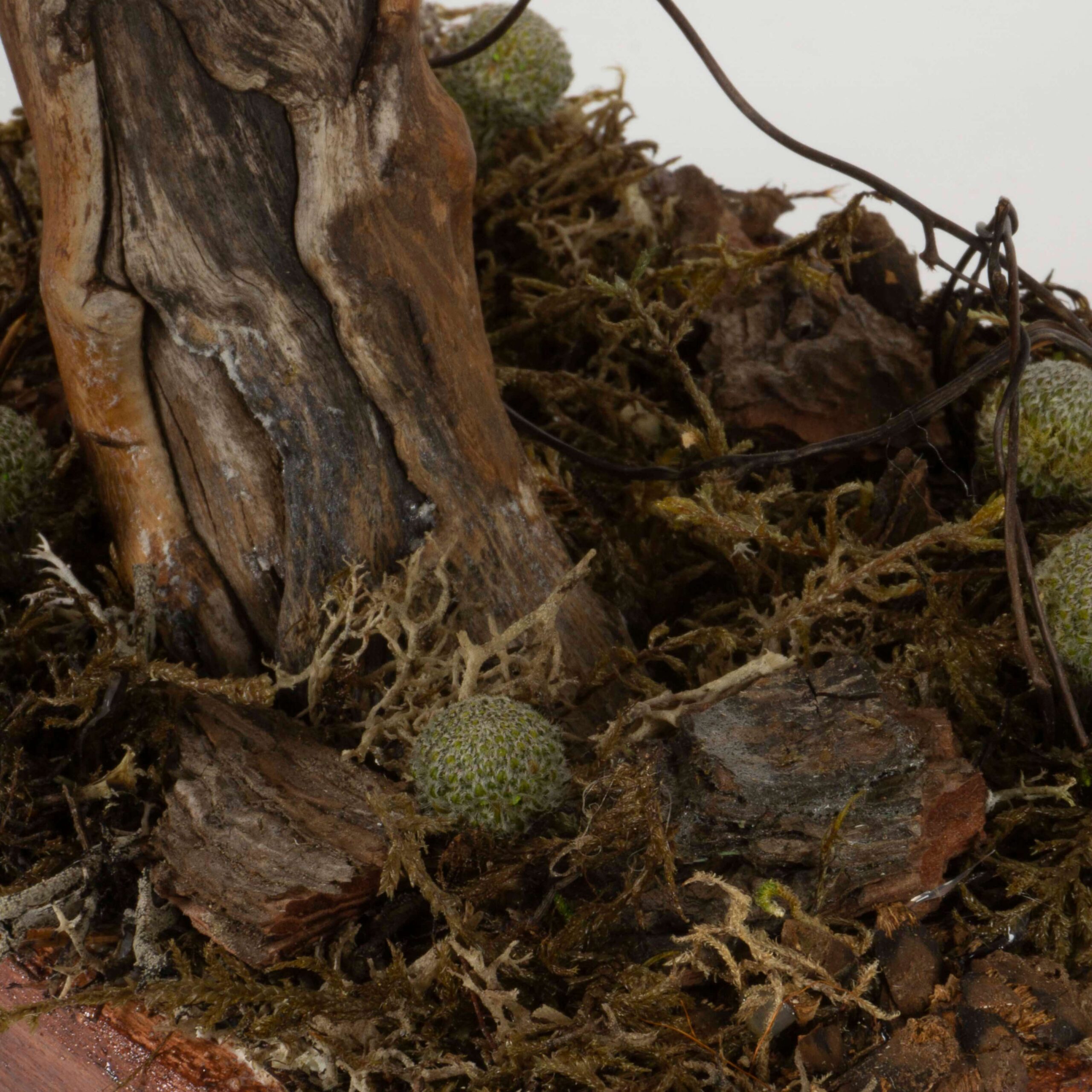 Bonsai Nicoly rosso - immagine 6