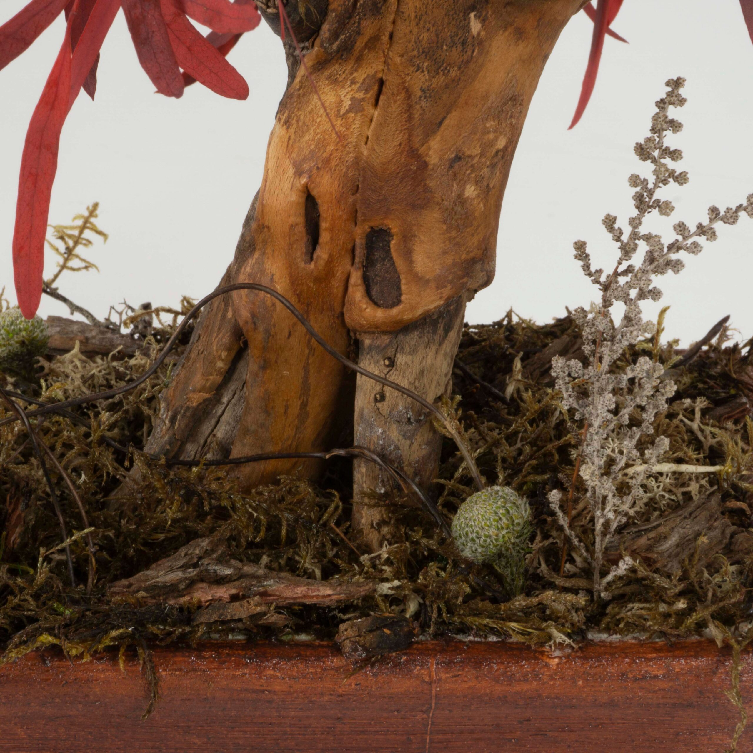 Bonsai Nicoly rosso - immagine 5
