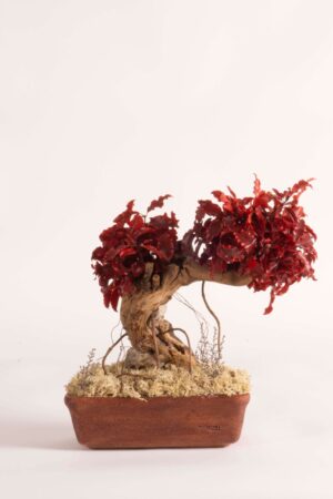 Bonsai Pitosforo rosso