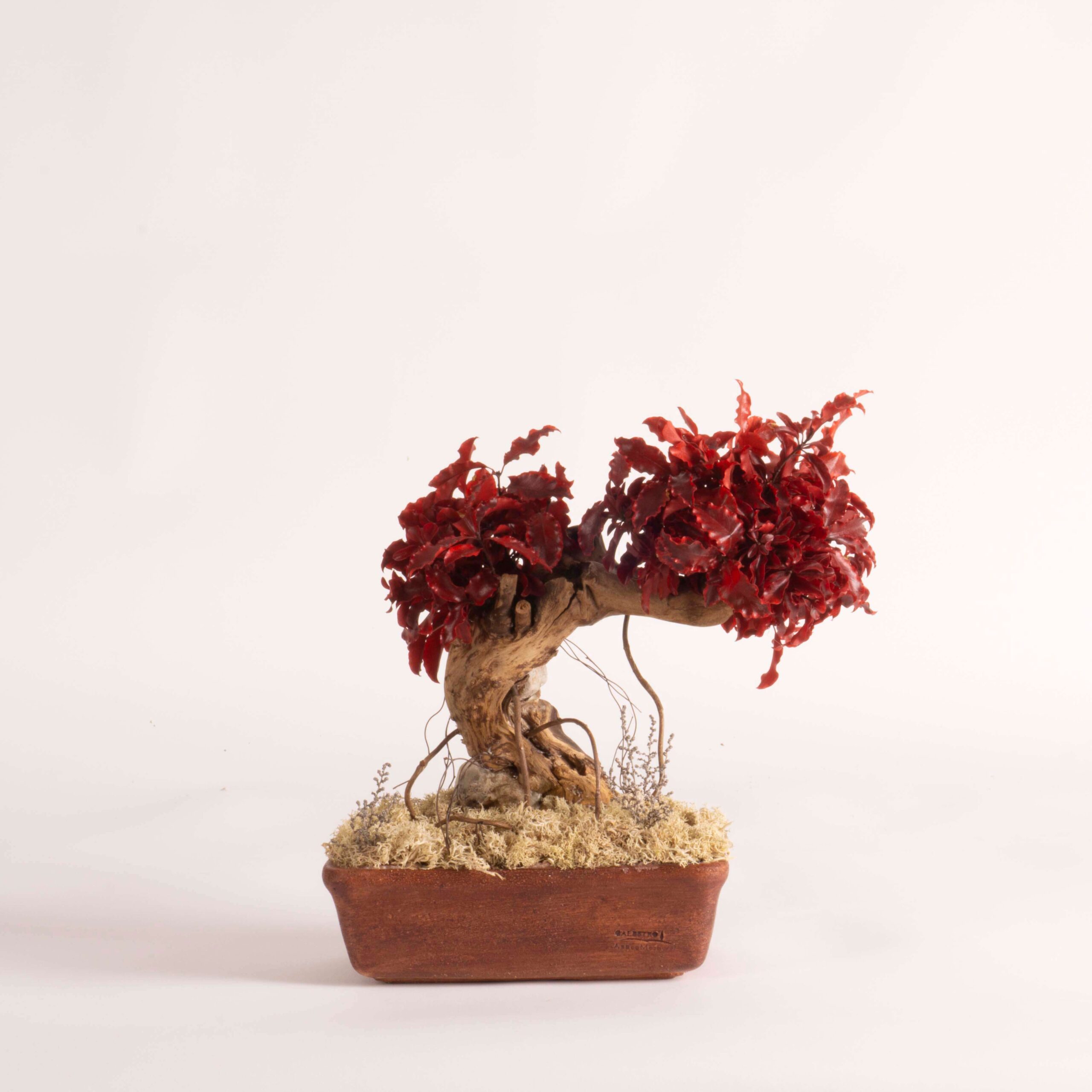Bonsai Pitosforo rosso