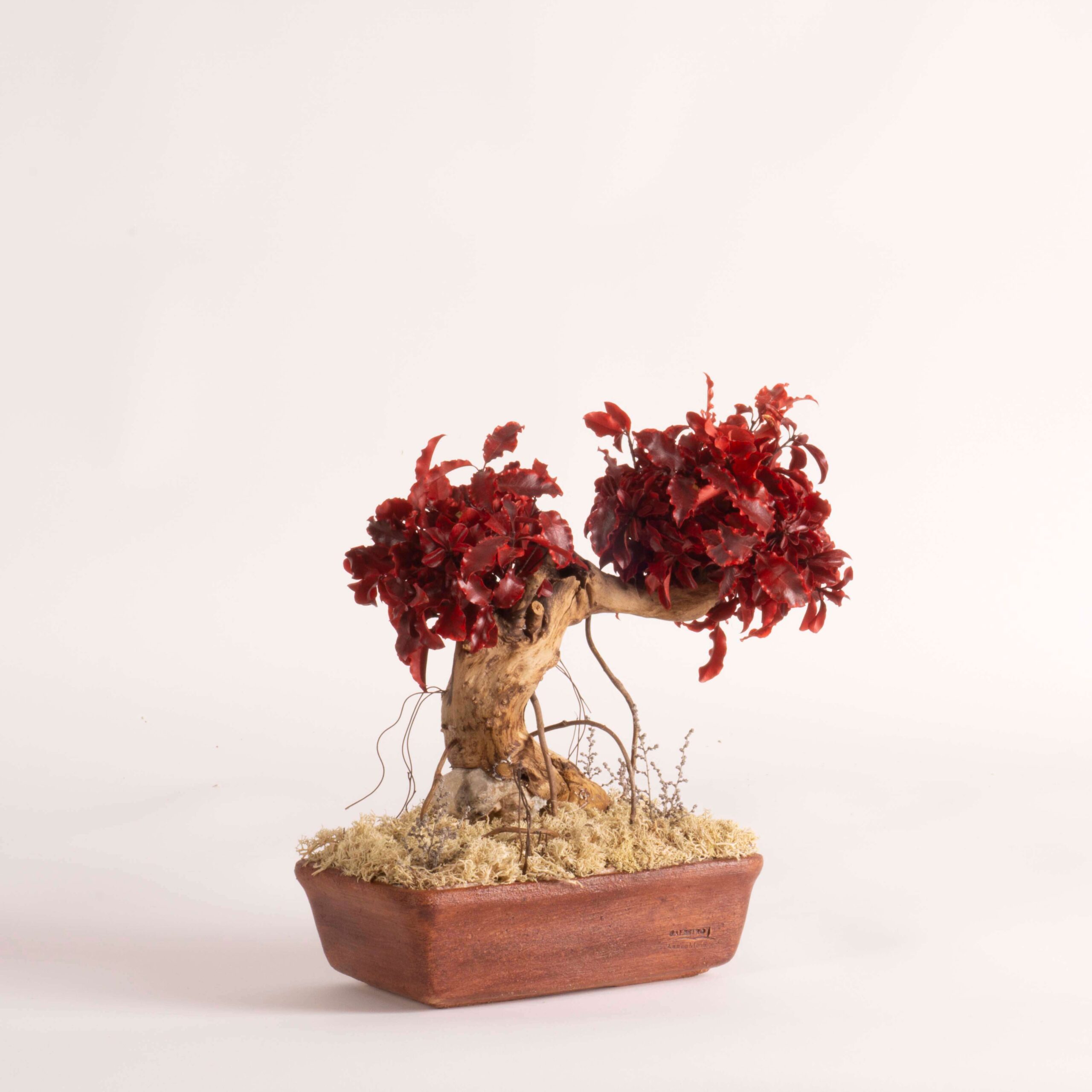 Bonsai Pitosforo rosso - immagine 2