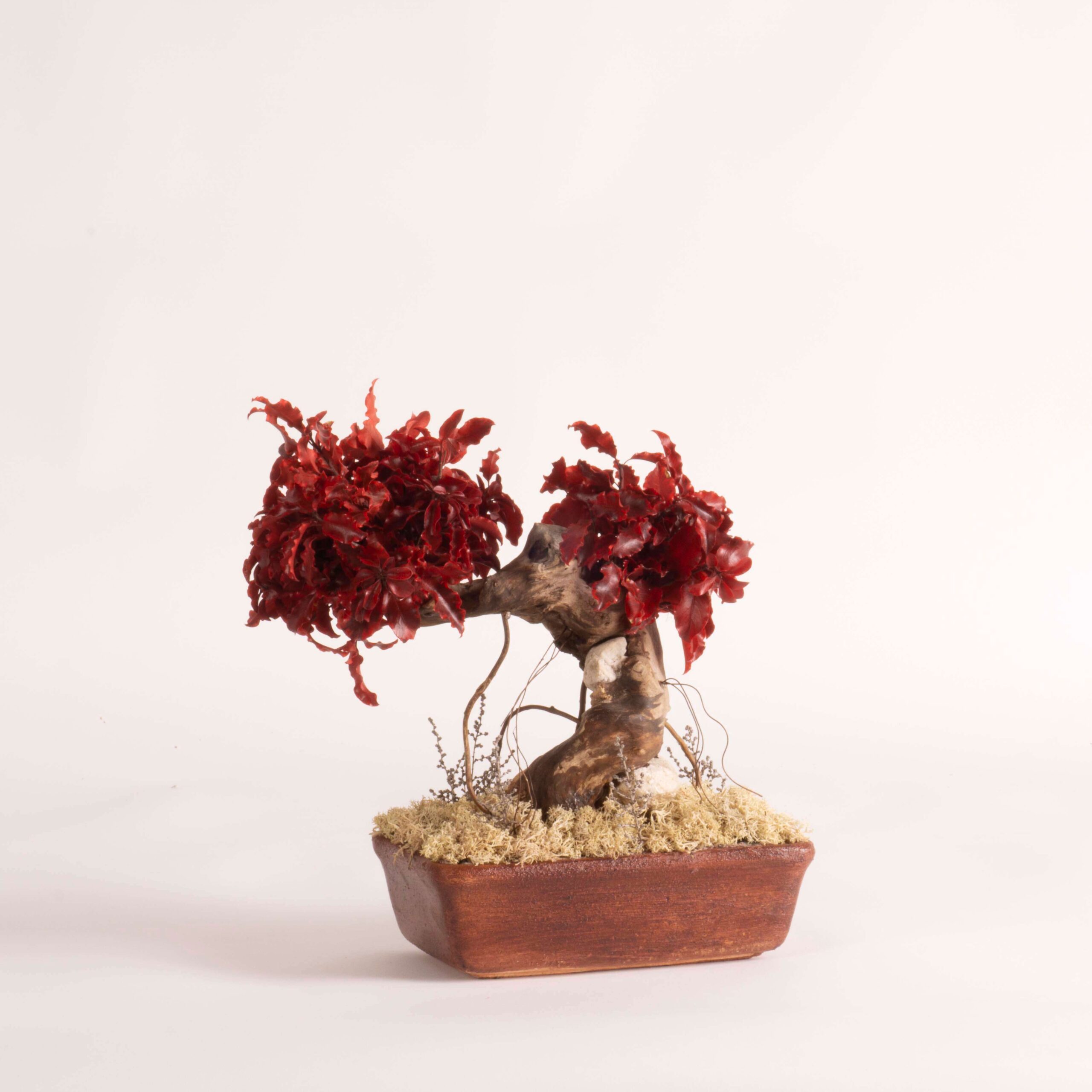 Bonsai Pitosforo rosso - immagine 3