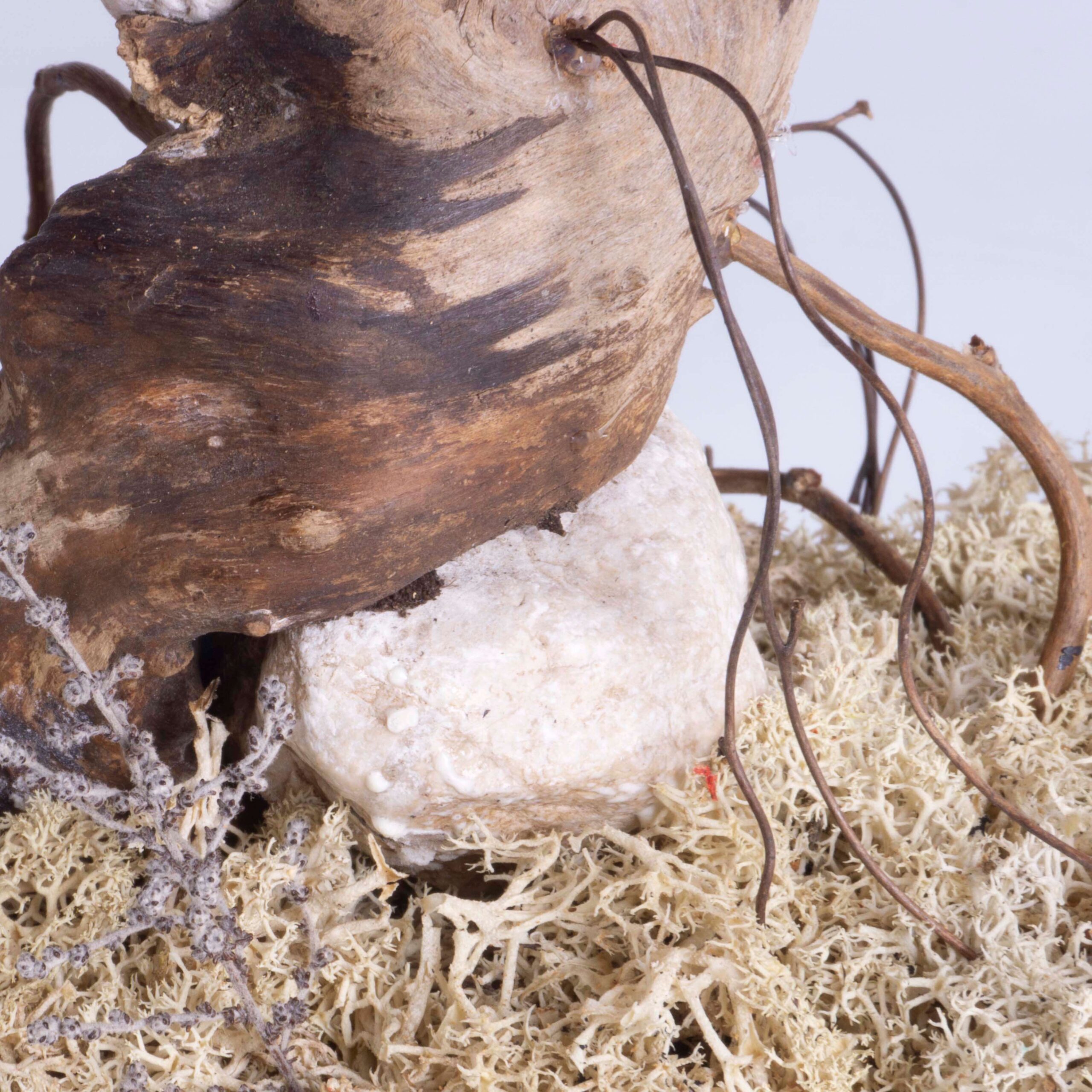 Bonsai Pitosforo rosso - immagine 6