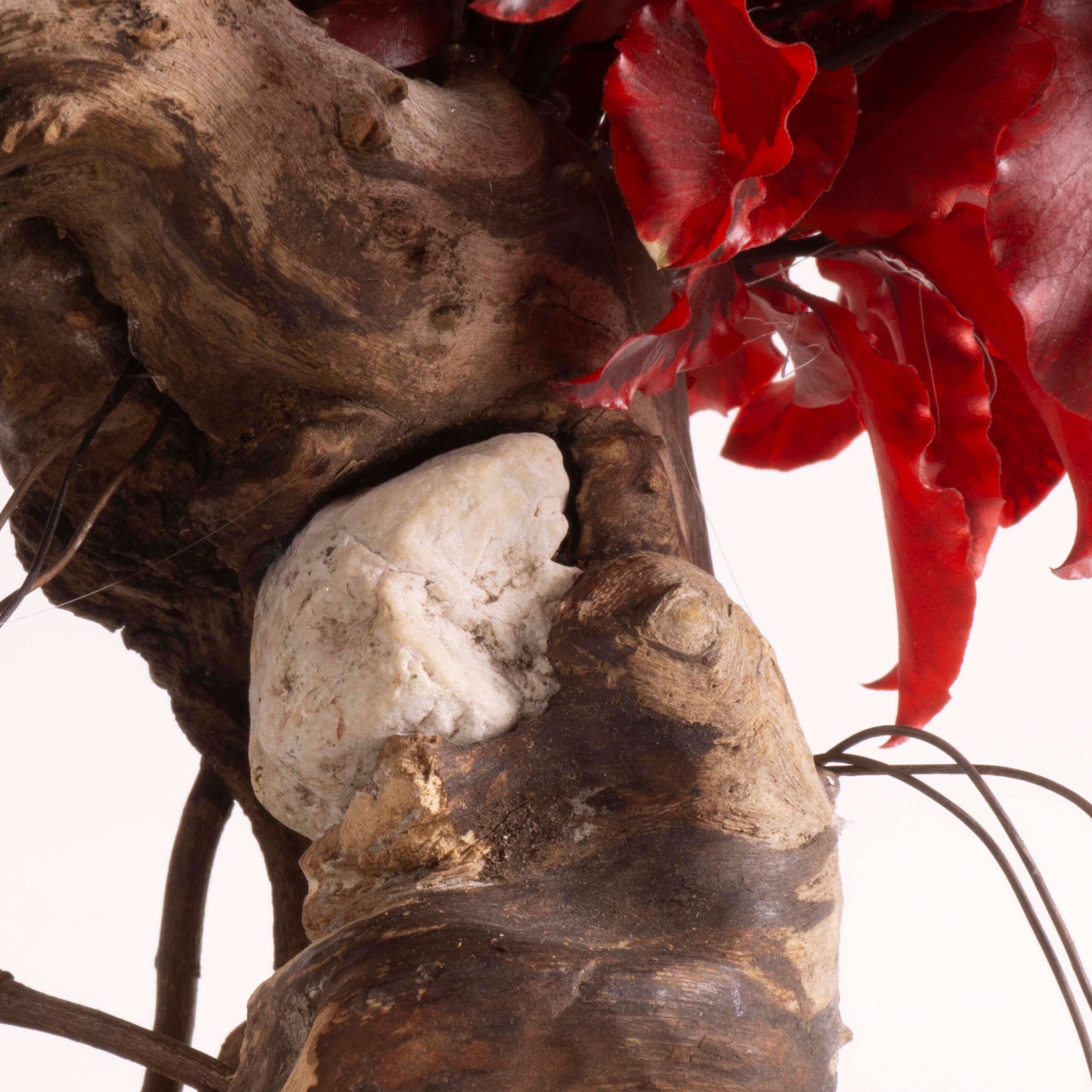 Bonsai Pitosforo rosso - immagine 5