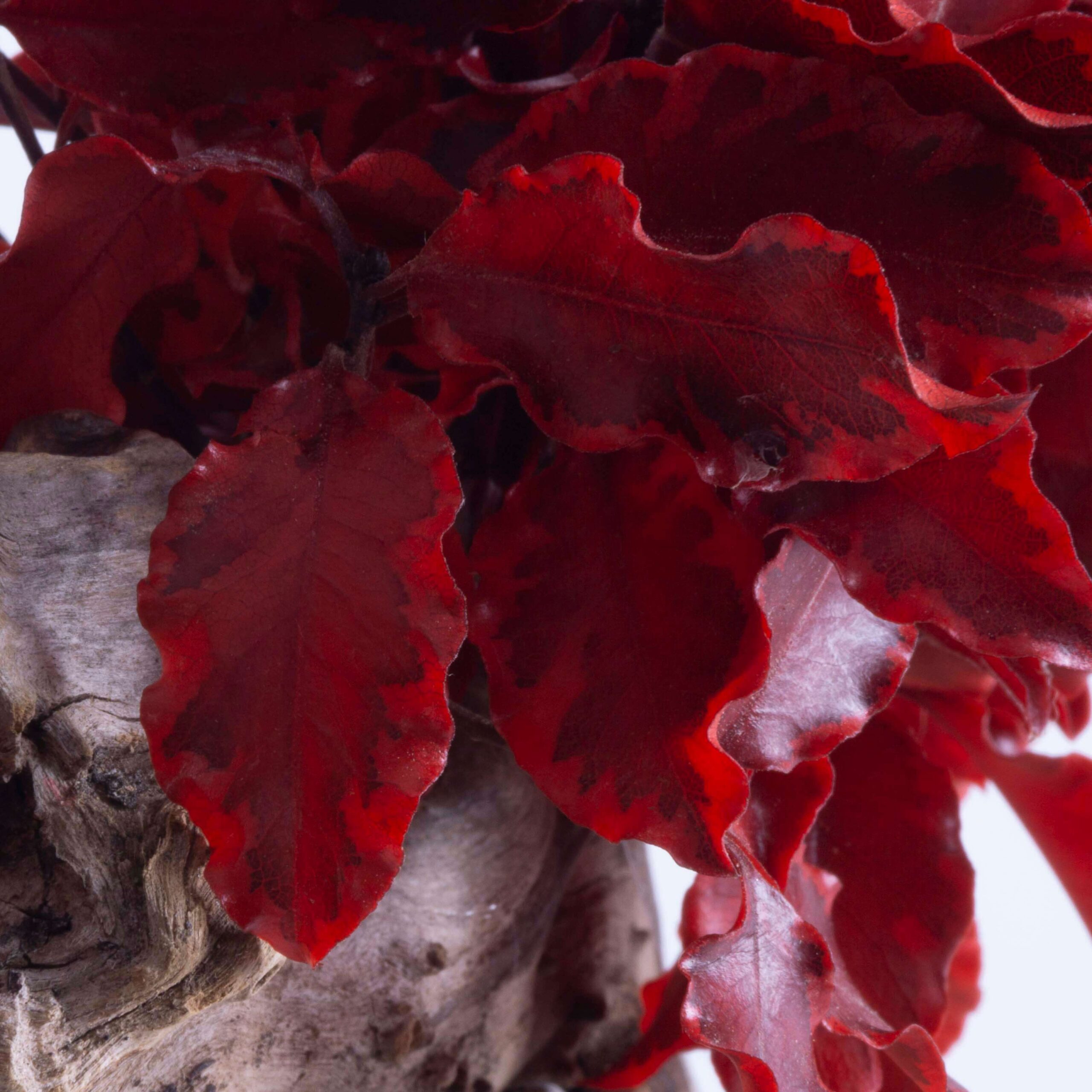 Bonsai Pitosforo rosso - immagine 7