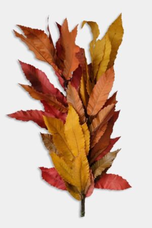 Castagno autunno