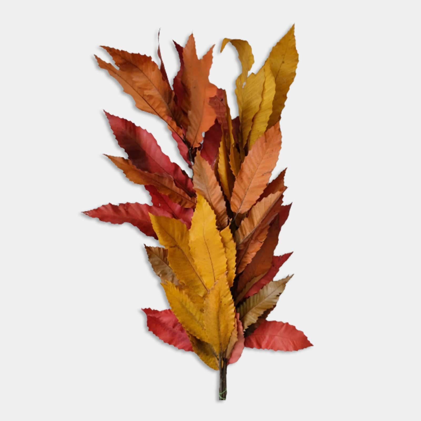 Castagno autunno