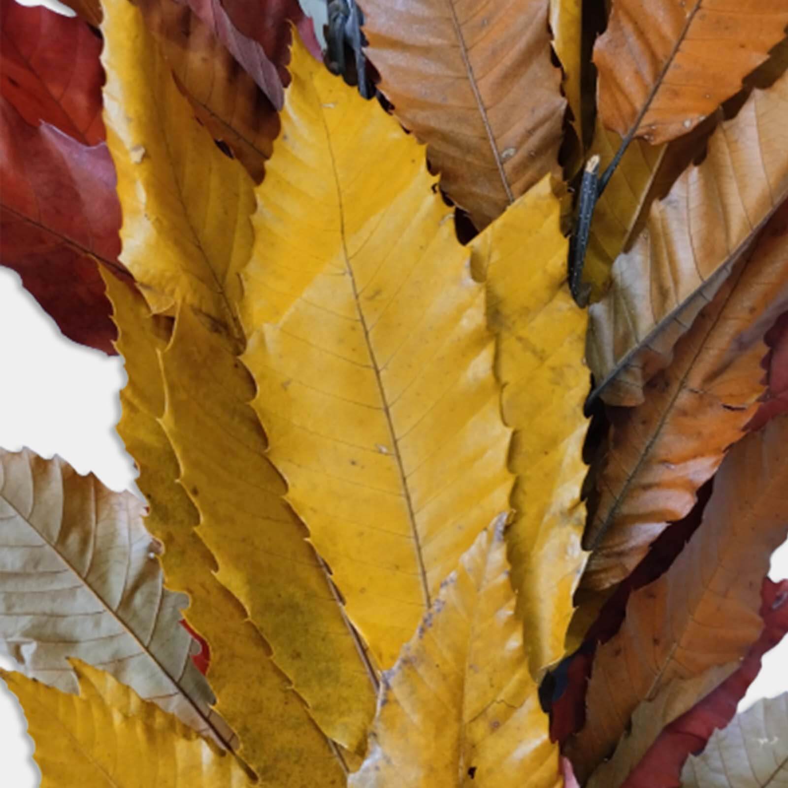 Castagno autunno - immagine 2