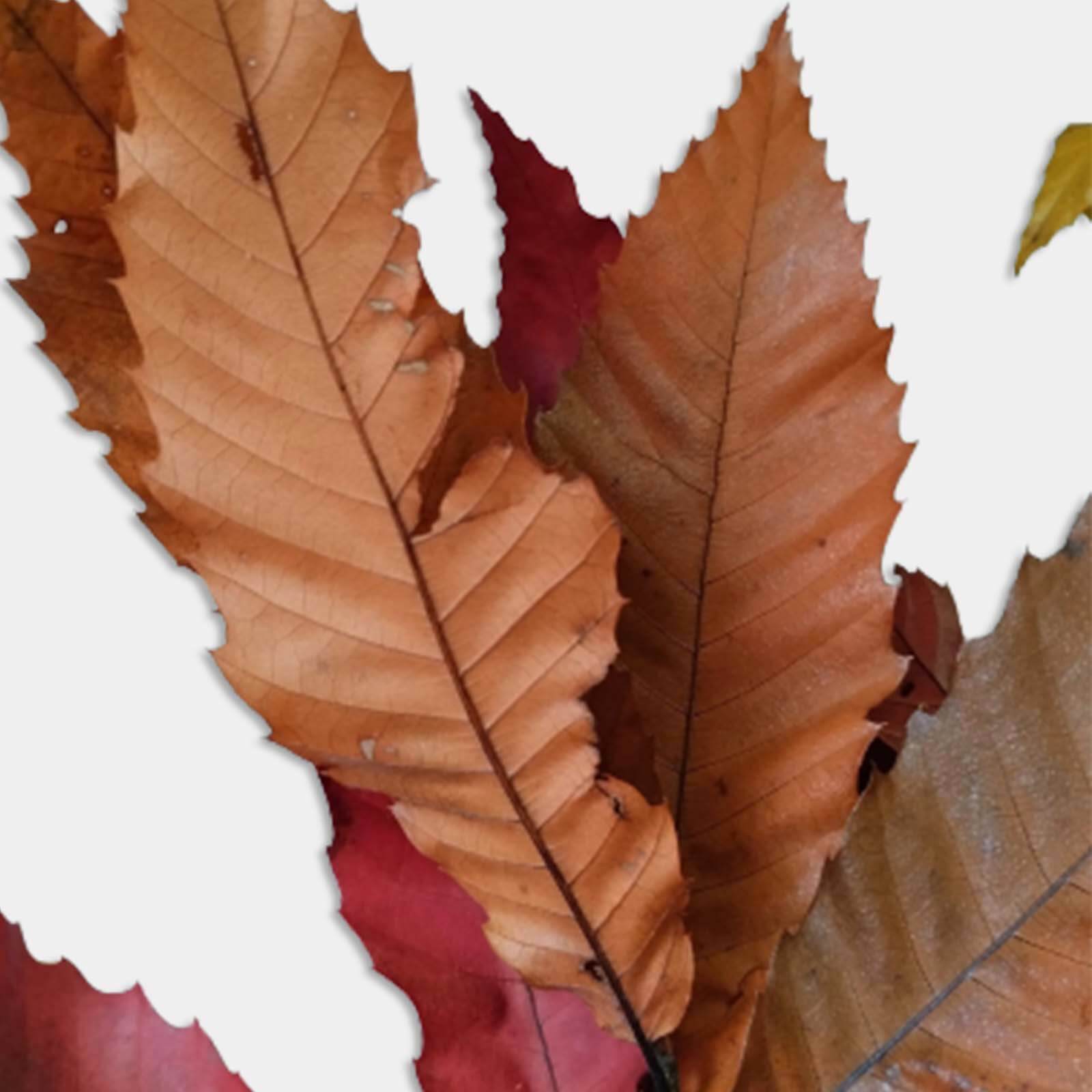 Castagno autunno - immagine 3