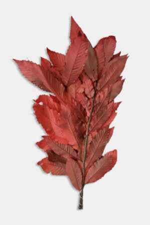 Castagno rosso