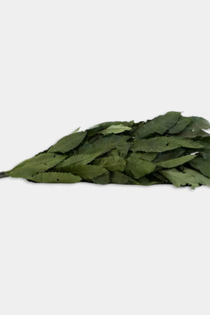 Castagno verde