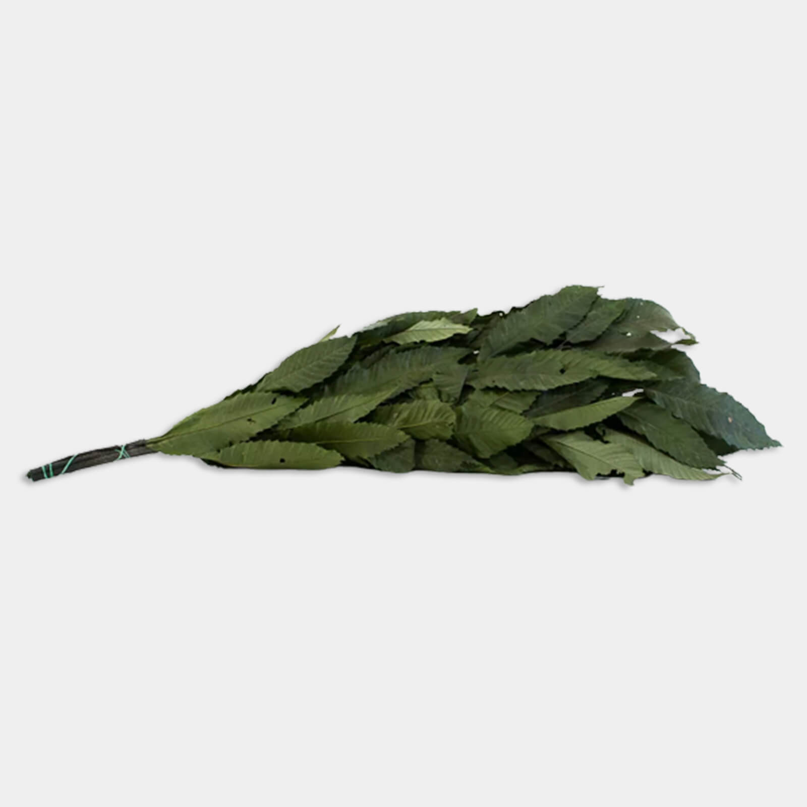 Castagno verde