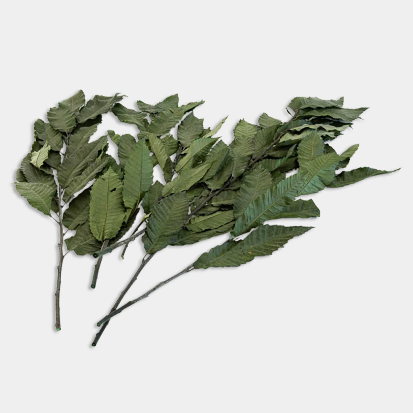 Castagno verde - immagine 2