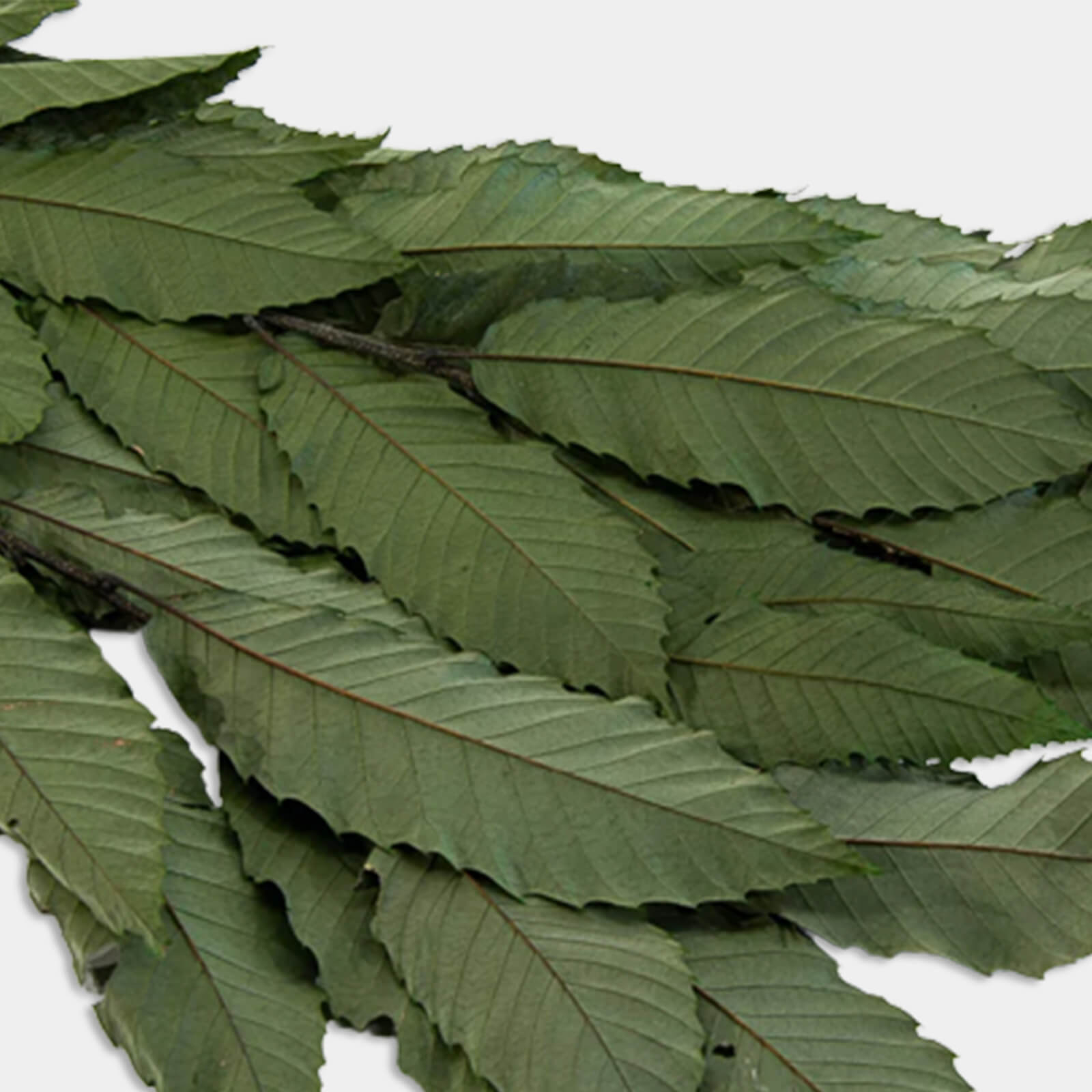 Castagno verde - immagine 3