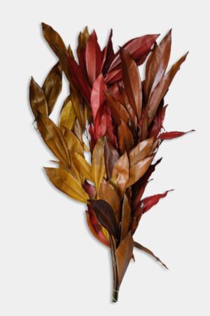 Cocolus autunno