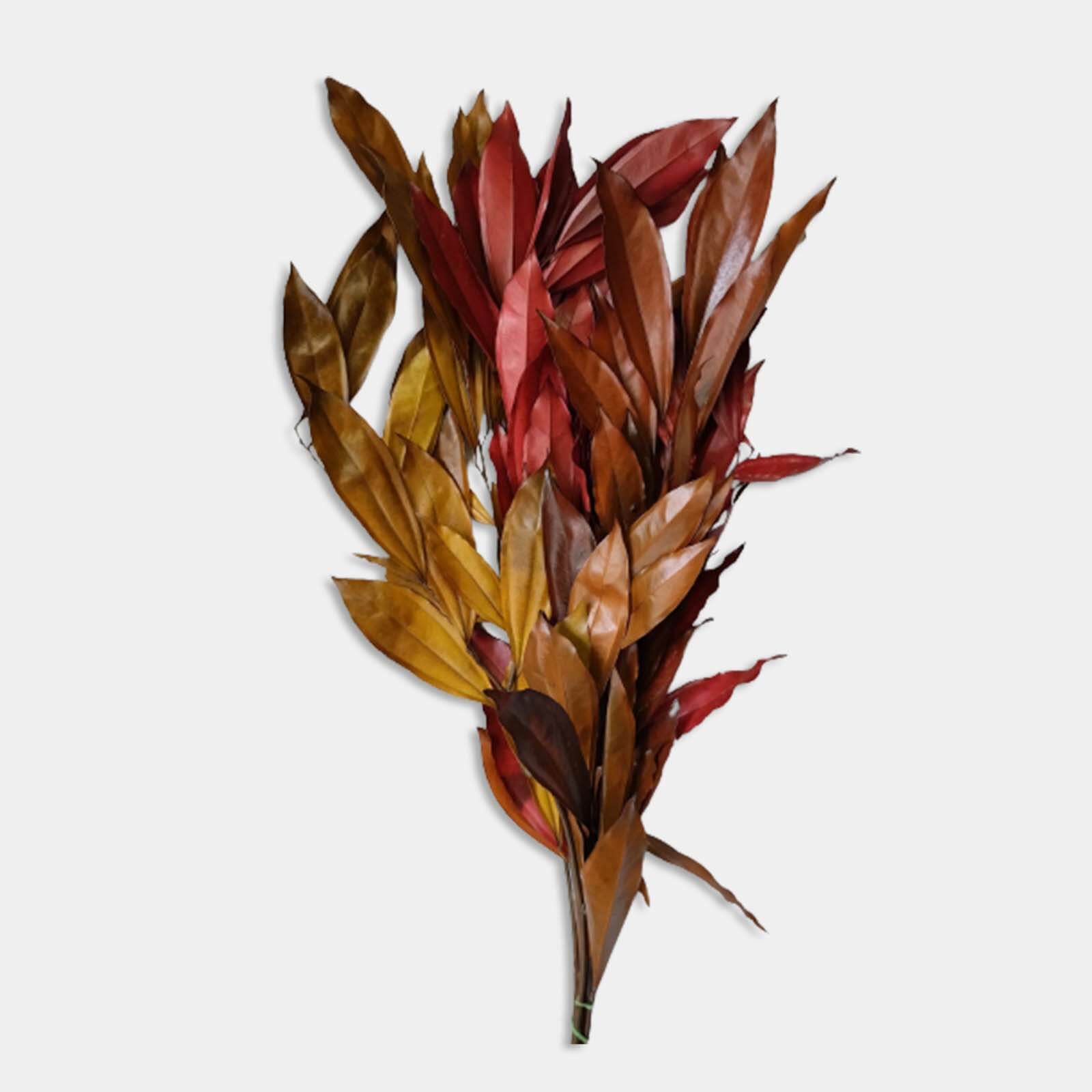 Cocolus autunno