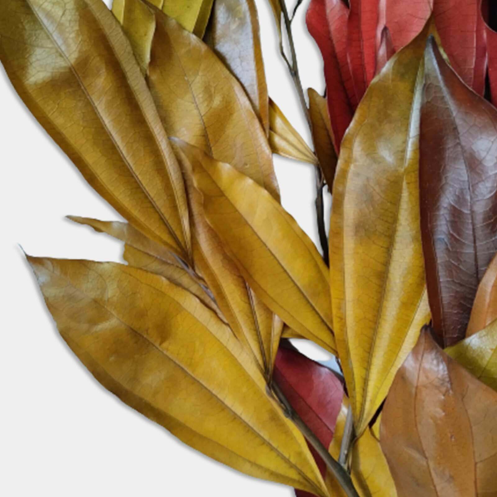 Cocolus autunno - immagine 2