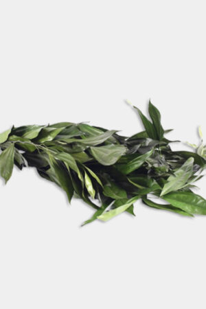 Cocolus verde