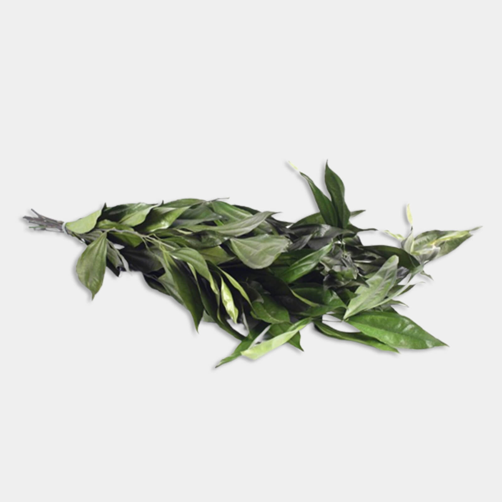 Cocolus verde
