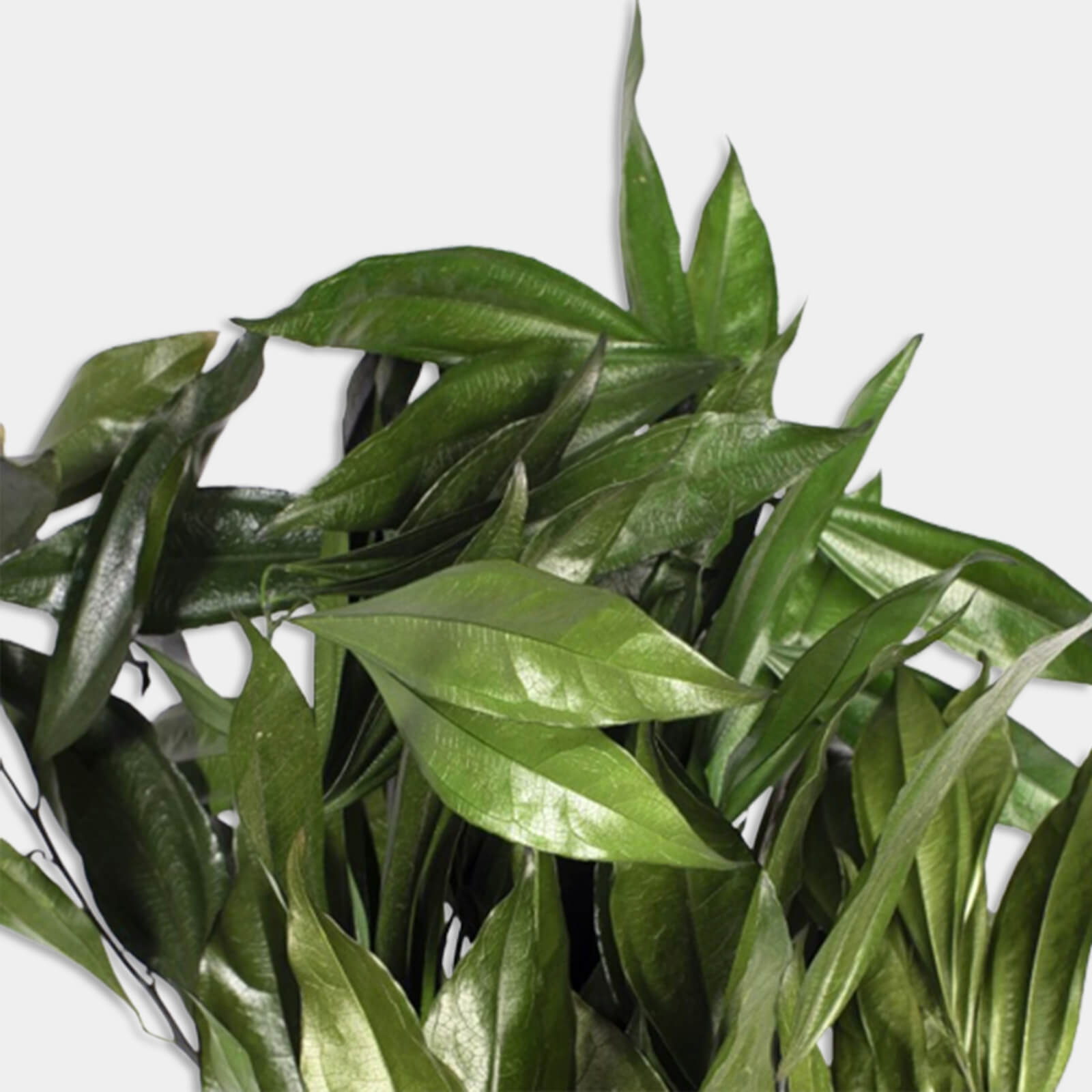 Cocolus verde - immagine 2