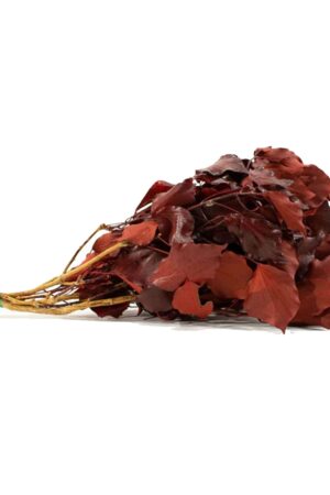 Edera rossa