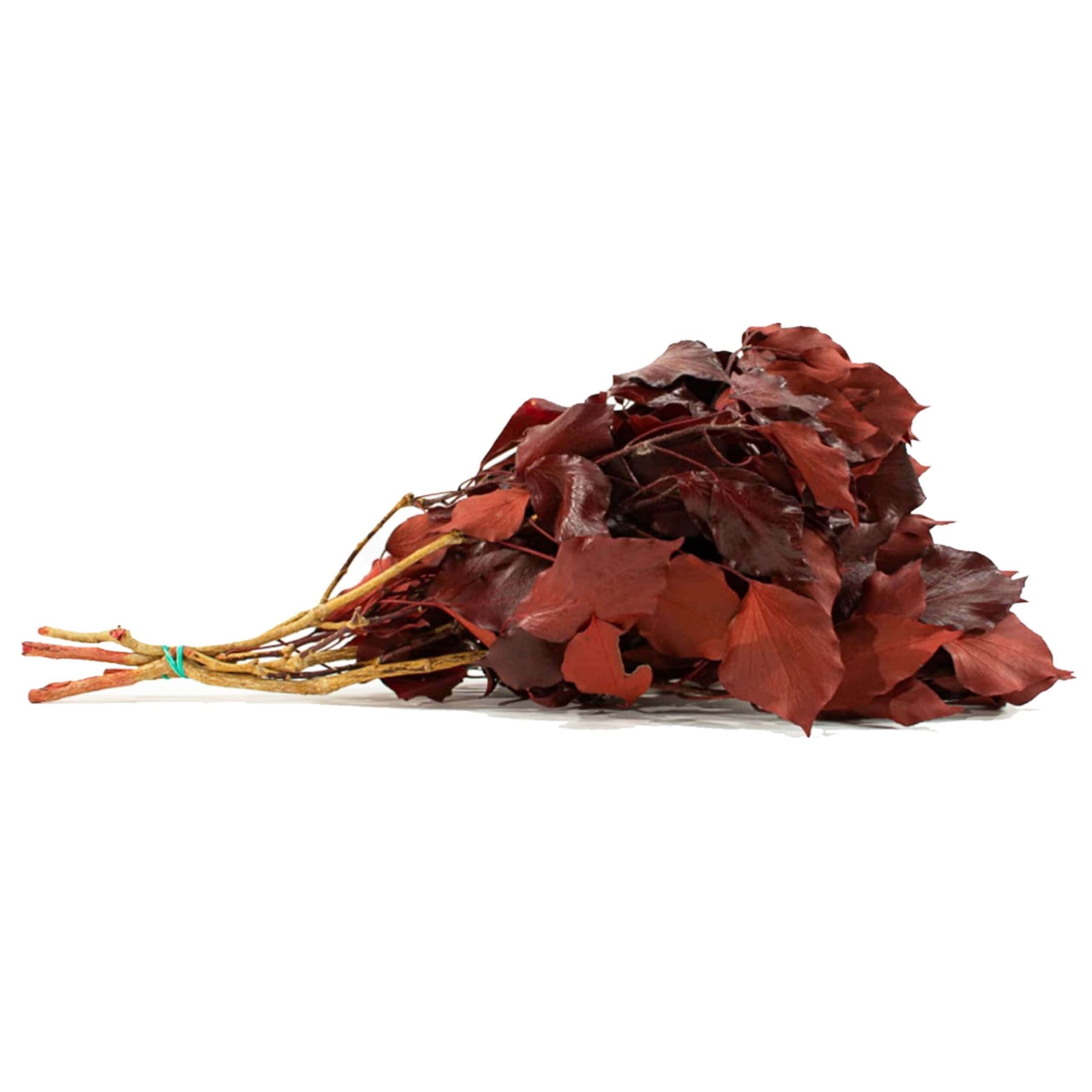Edera rossa