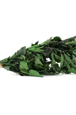Edera verde