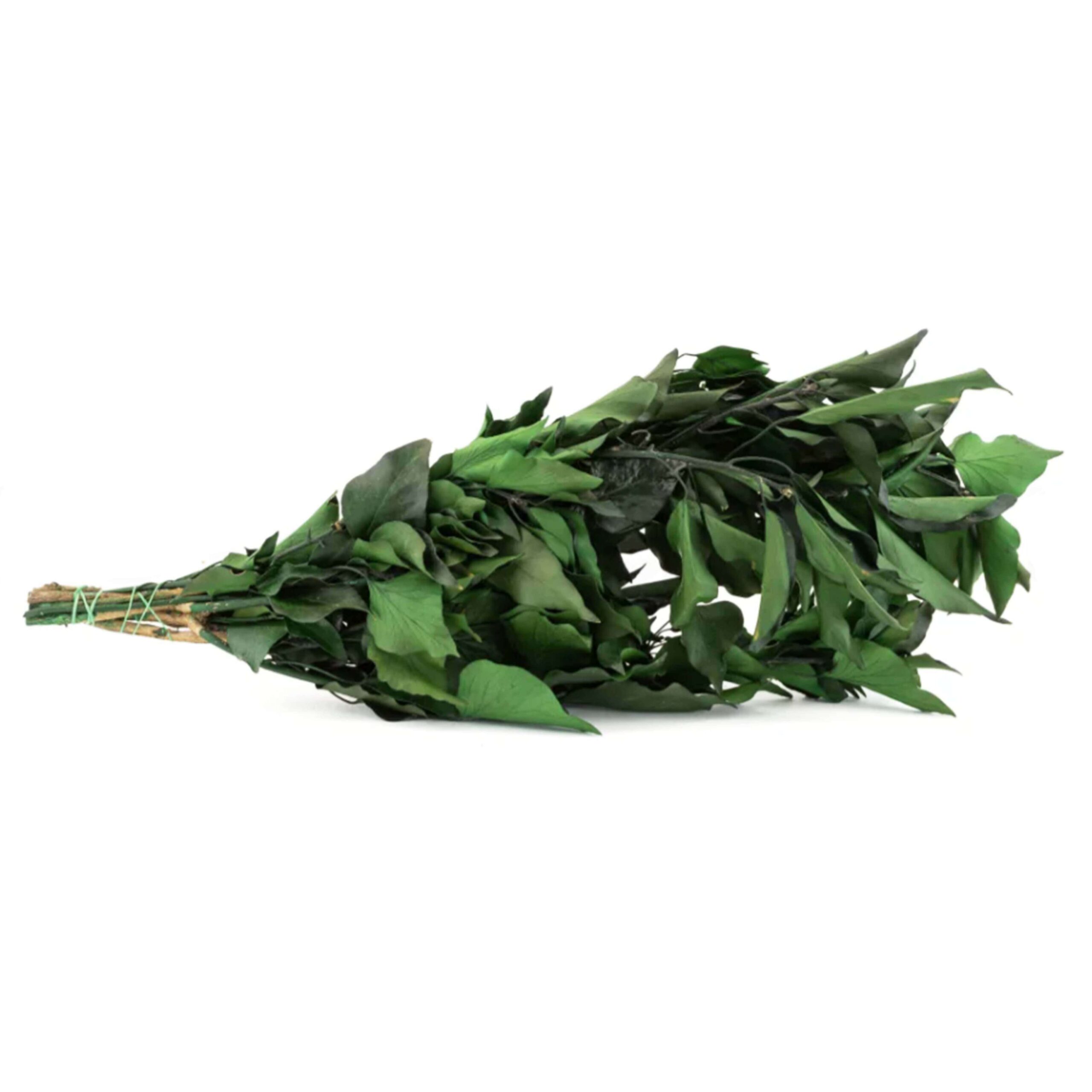 Edera verde