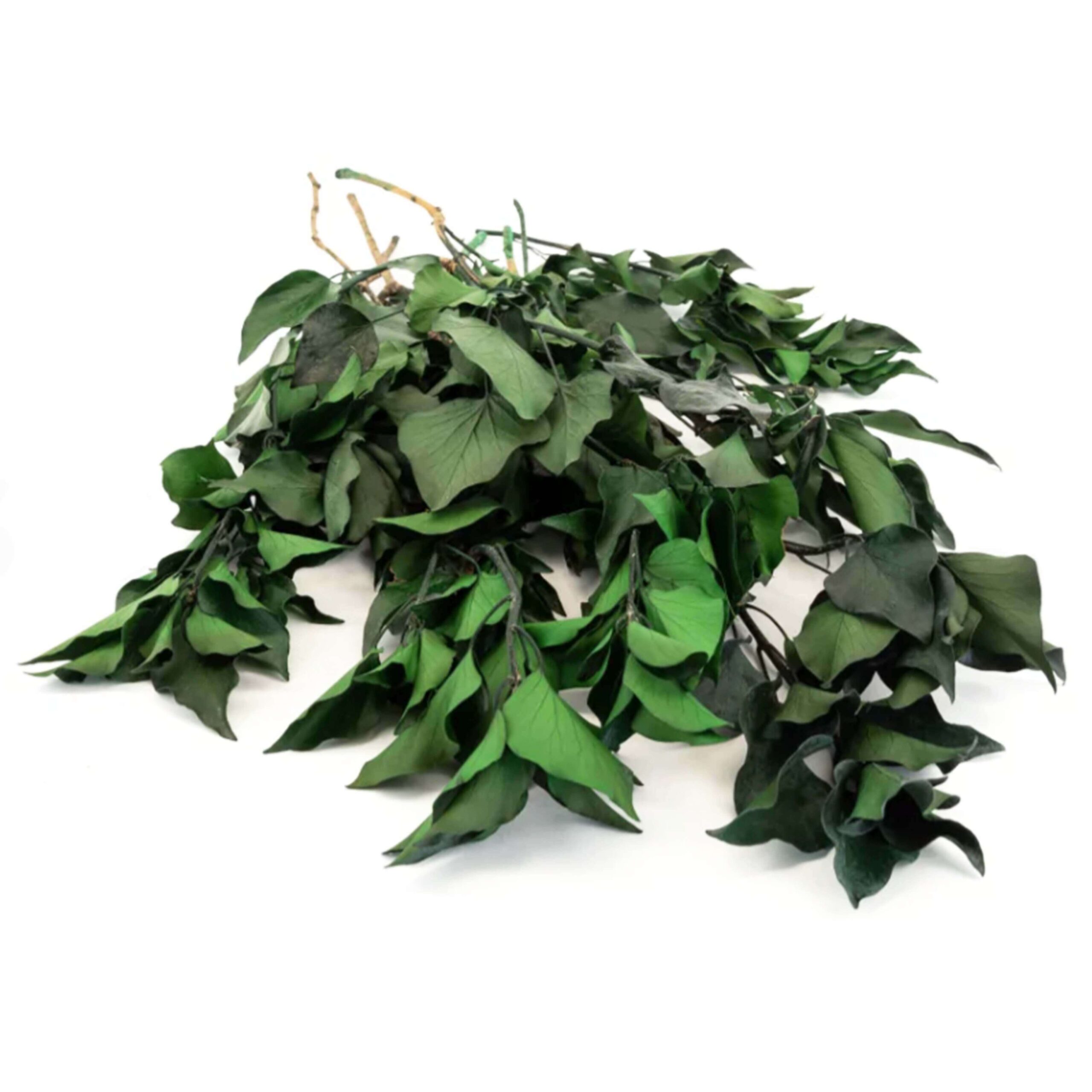 Edera verde - immagine 2