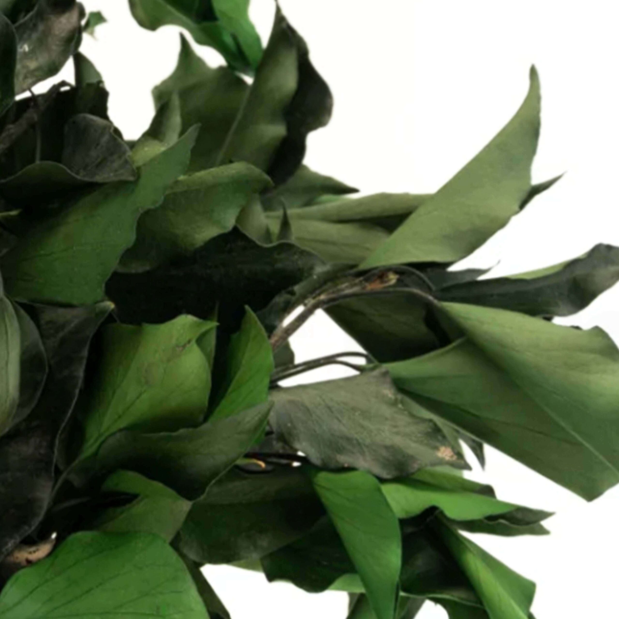 Edera verde - immagine 3