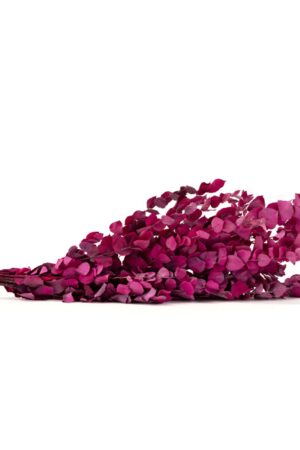 Stuartiana rosa
