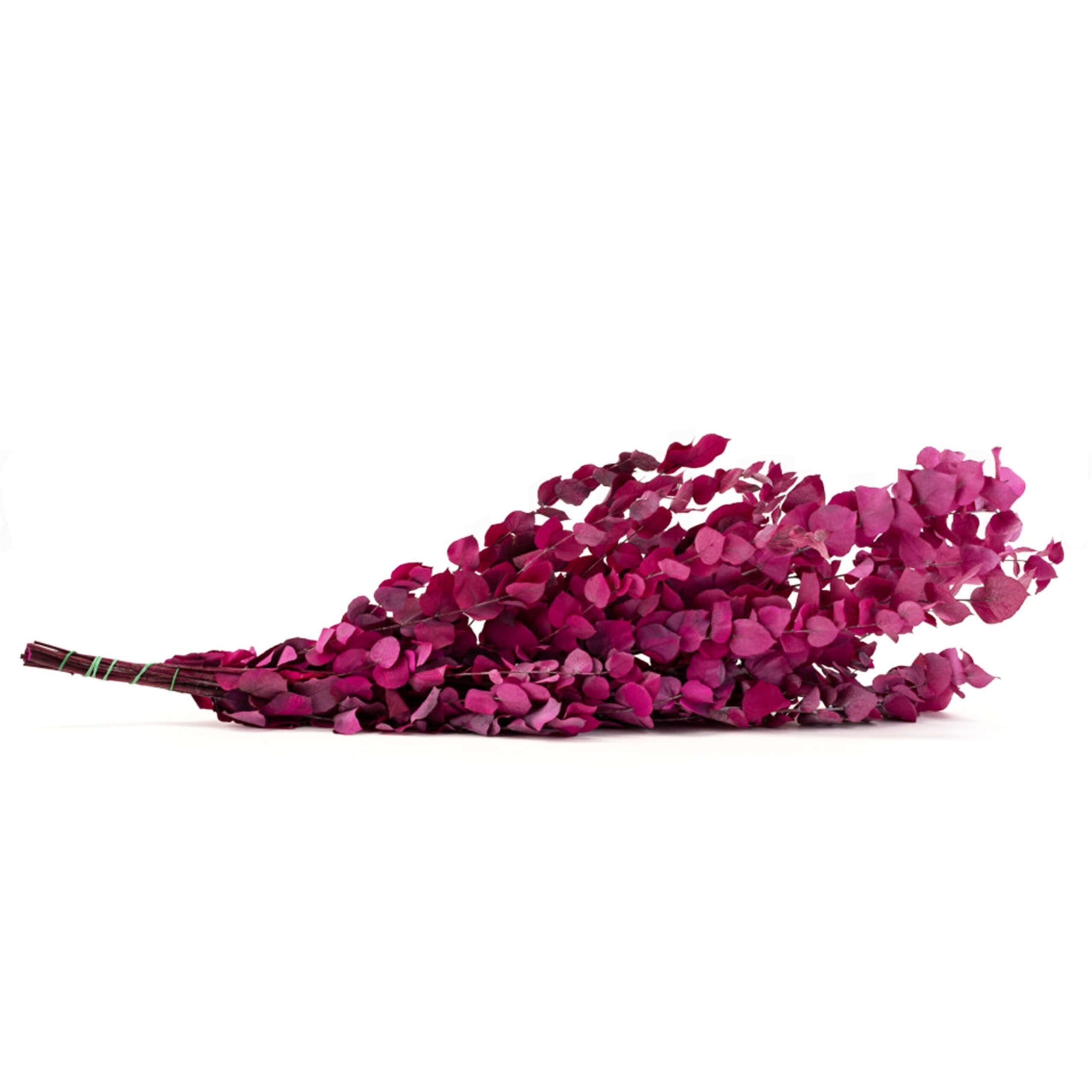 Stuartiana rosa