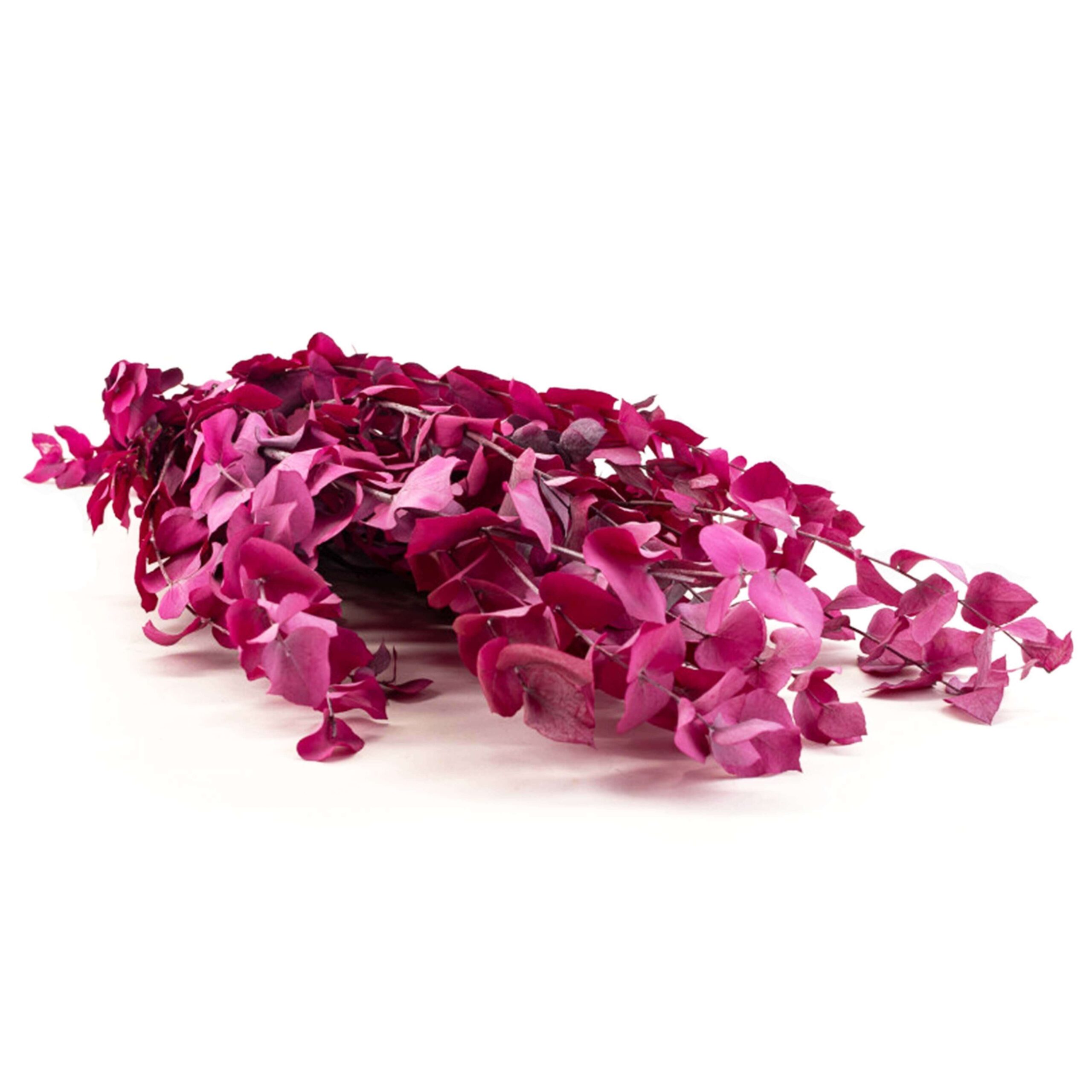 Stuartiana rosa - immagine 2