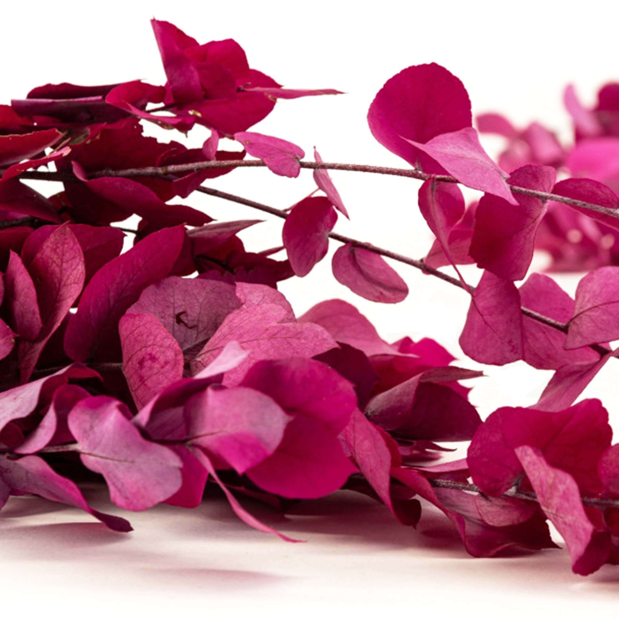 Stuartiana rosa - immagine 3