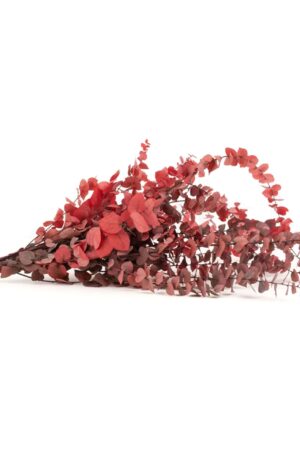 Stuartiana rossa