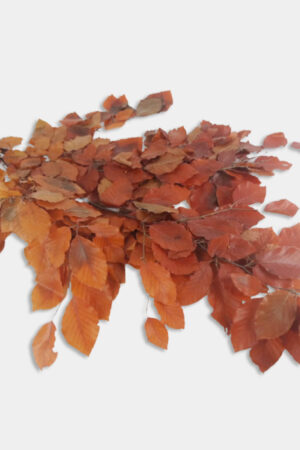 Faggio autunnale