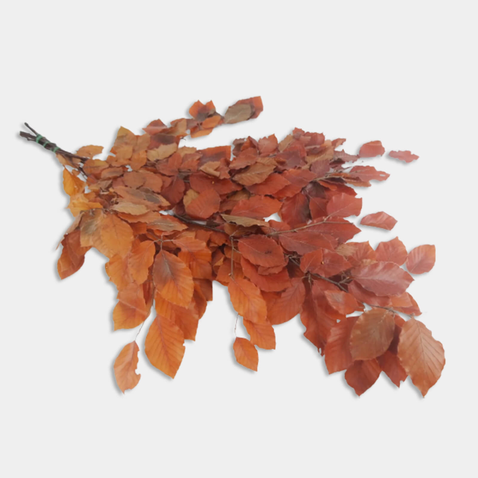 Faggio autunnale