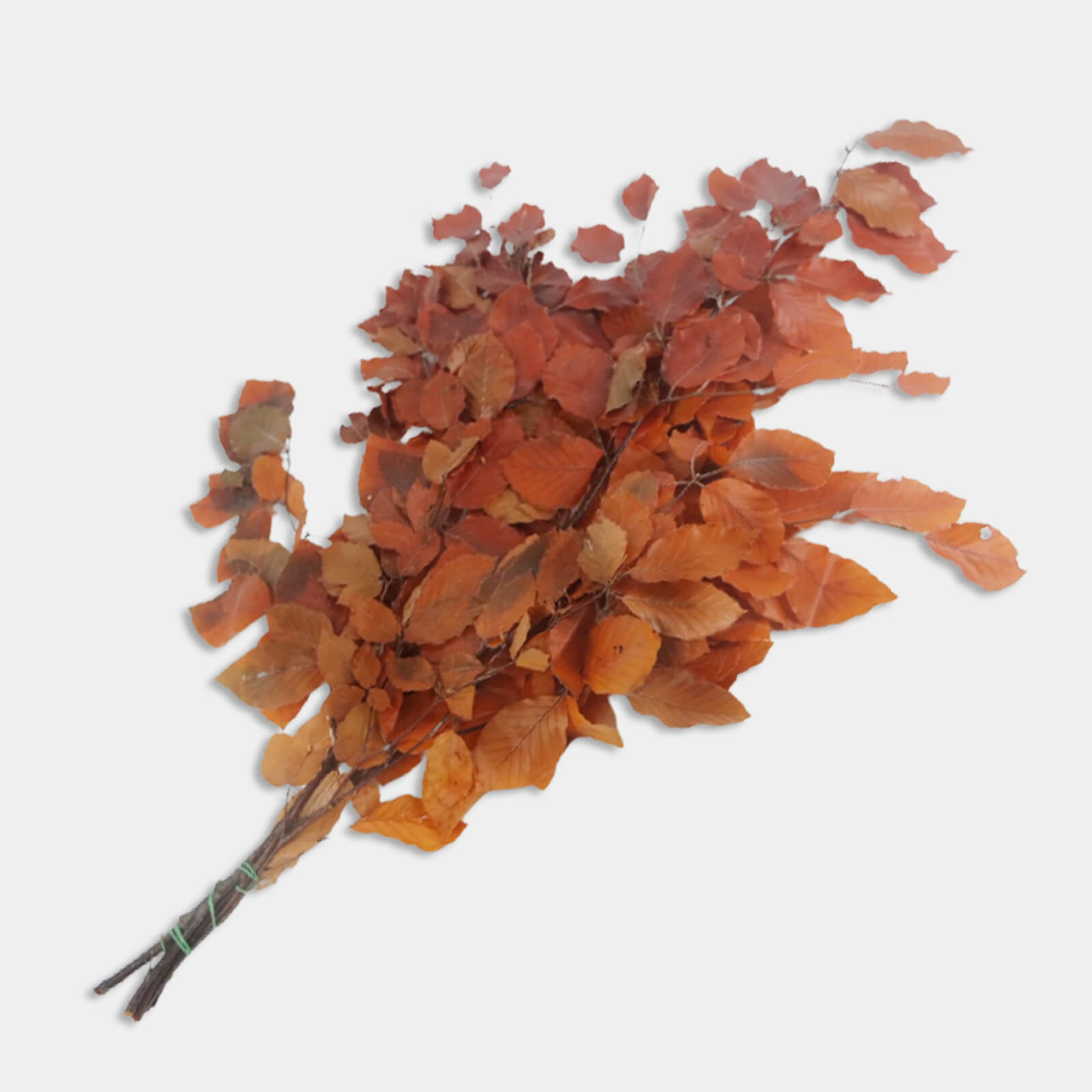 Faggio autunnale - immagine 2