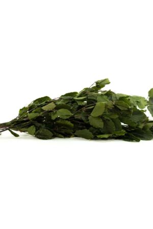 Faggio verde