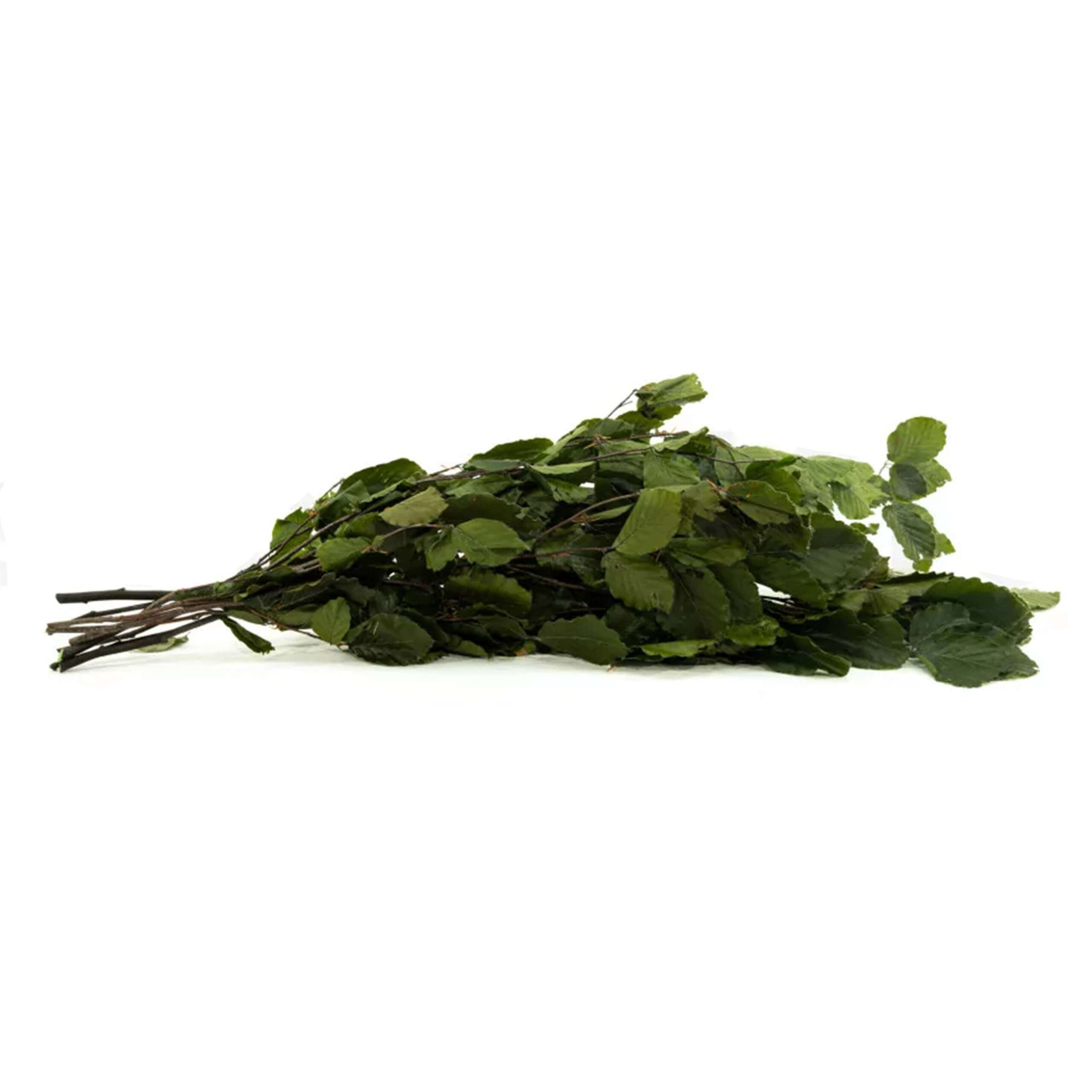 Faggio verde