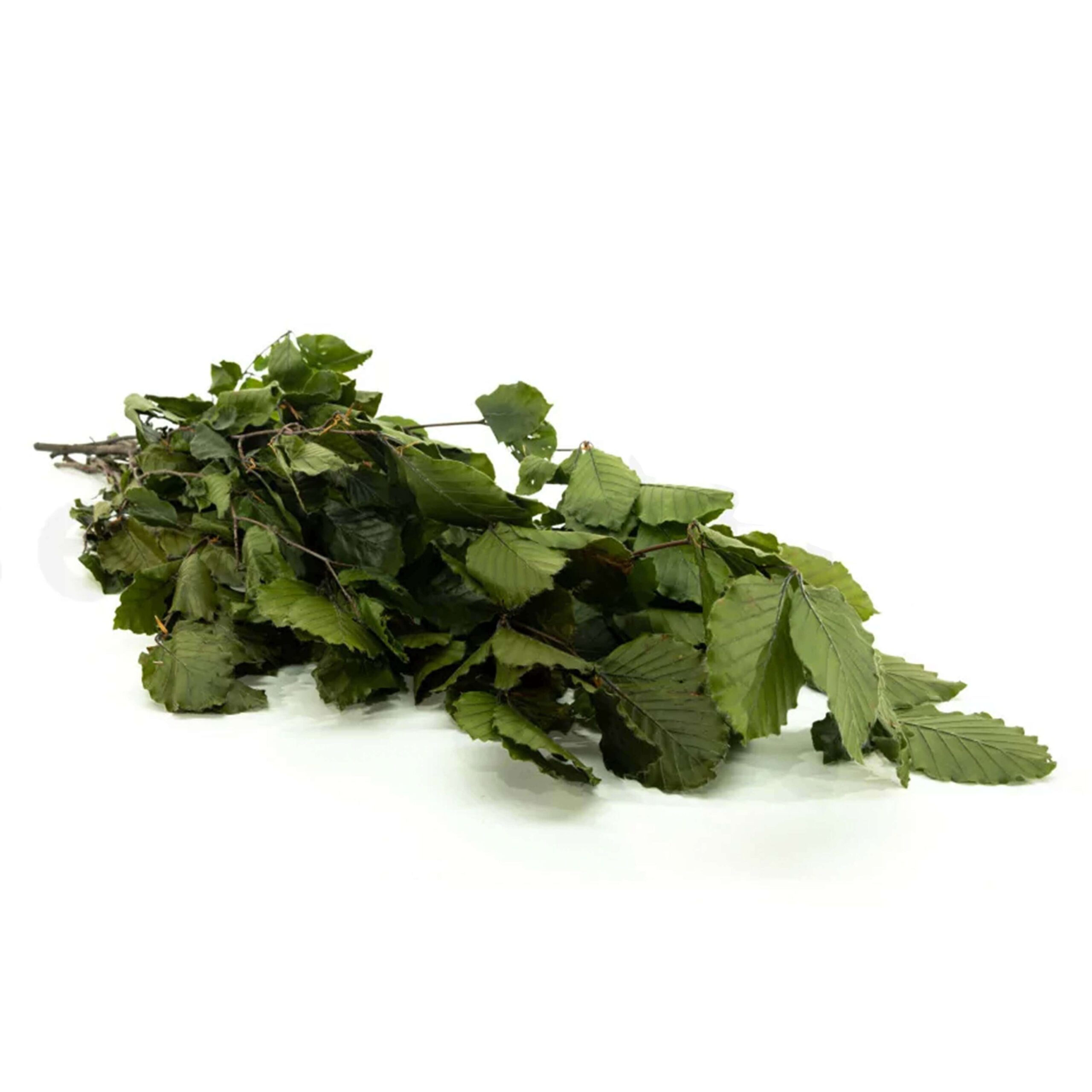 Faggio verde - immagine 2