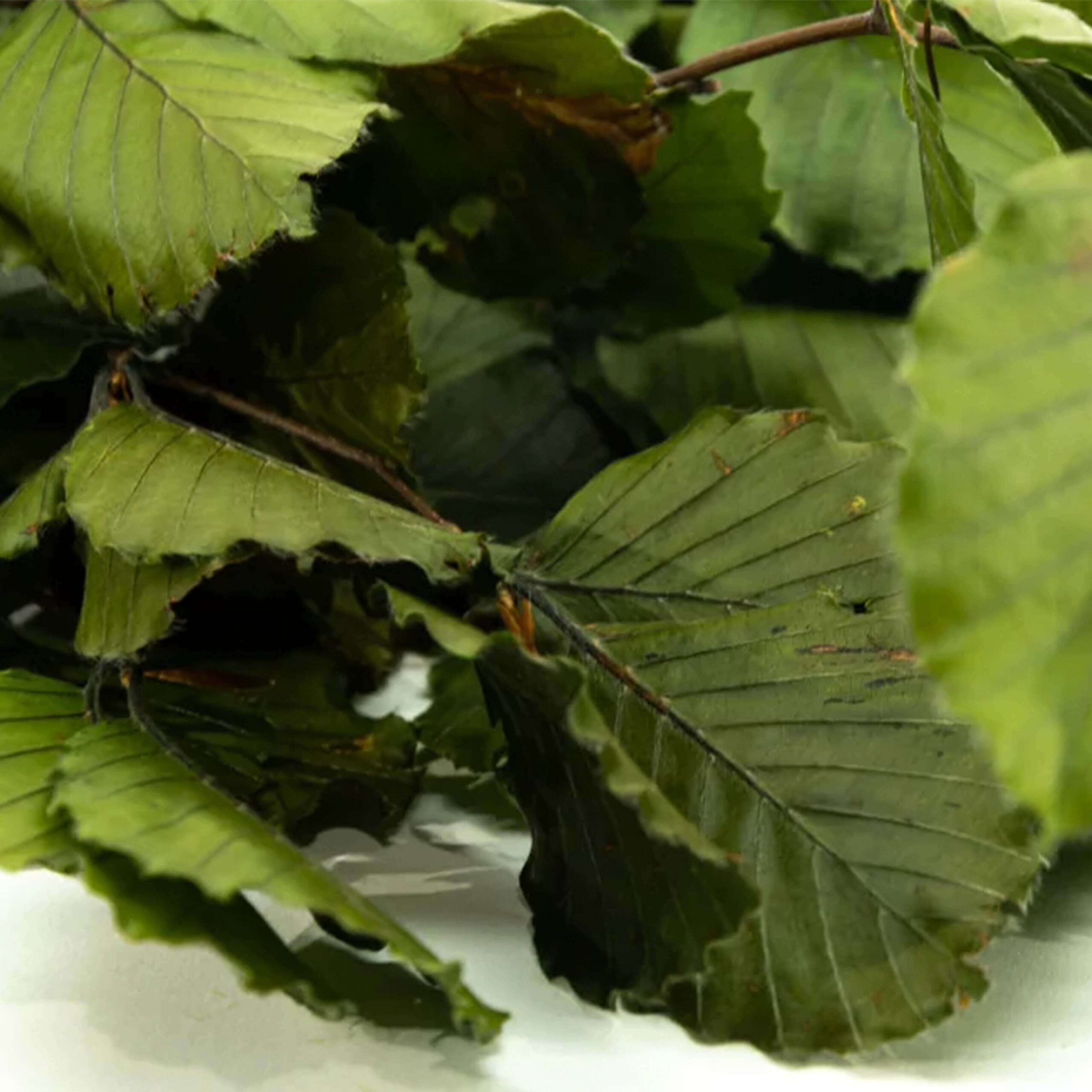 Faggio verde - immagine 3