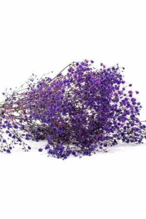 Gypsophila viola stabilizzata